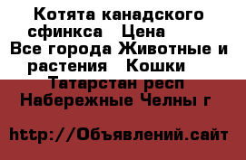 Котята канадского сфинкса › Цена ­ 15 - Все города Животные и растения » Кошки   . Татарстан респ.,Набережные Челны г.